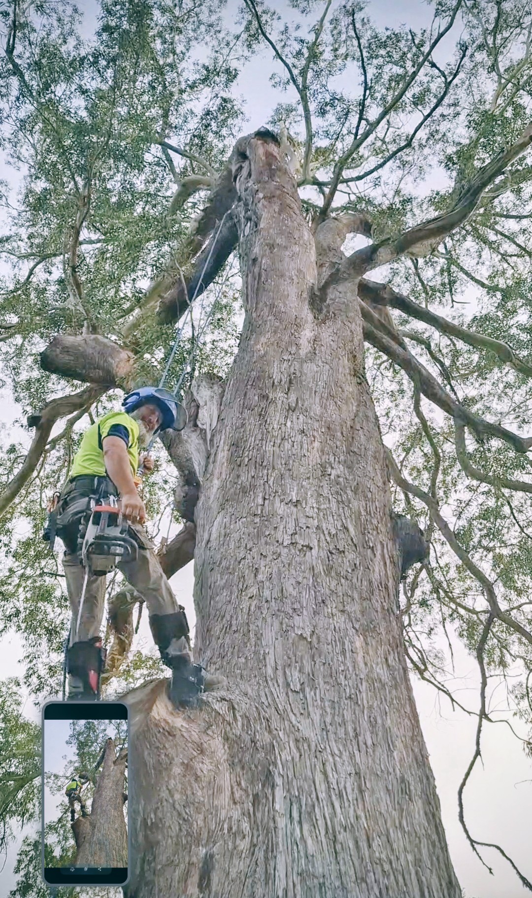 team arborist